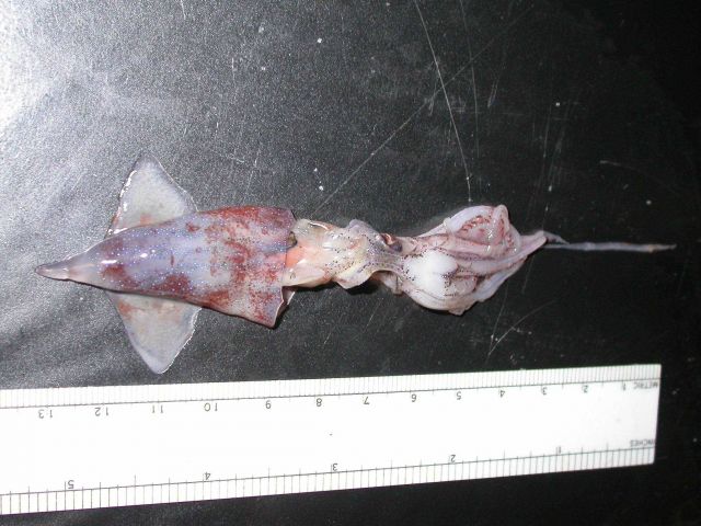 The squid species Enoploteuthis leptura Picture