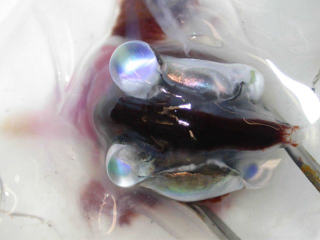 The squid Megalocranchia sp. Picture