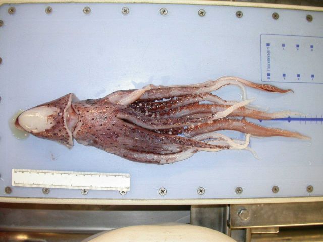 The squid species Stigmatoteuthis arcturi Picture