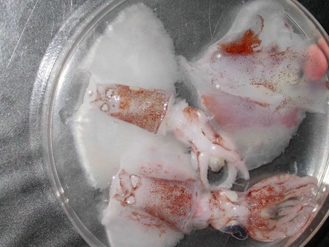 Comparison of two specimens of the squid species Megaptera sicula Picture