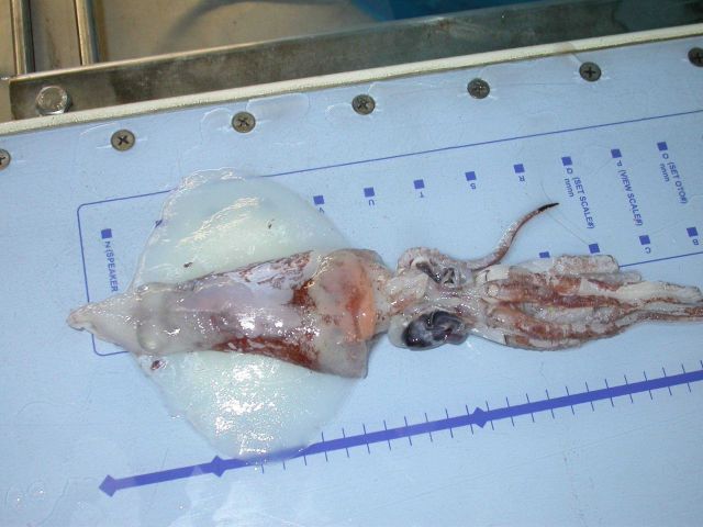 The squid species Octopoteuthis megaptera Picture
