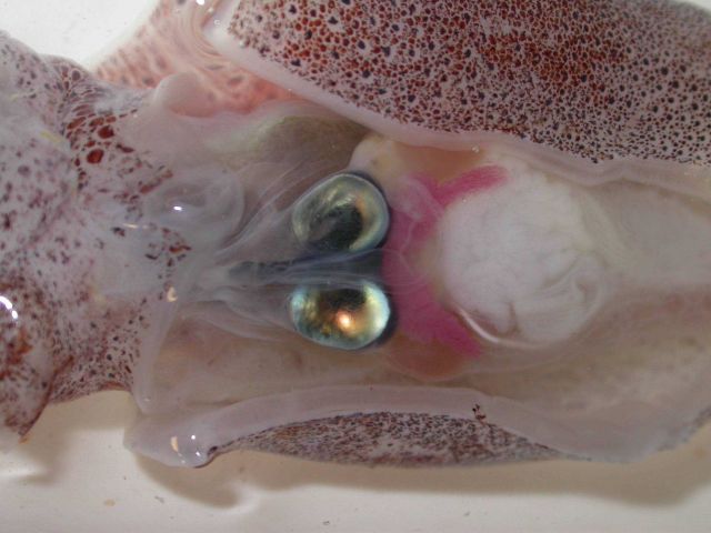 The squid species Chiroteuthis spoeli Picture