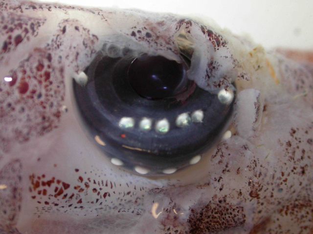 The squid species Chiroteuthis spoeli Picture