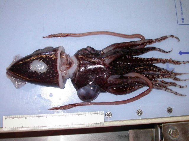The squid species Histoteuthis corona Picture