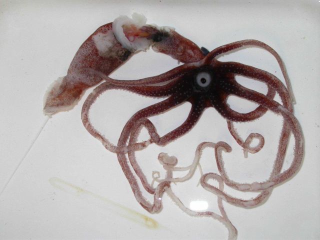 The squid species Joubiniteuthis portieri Picture