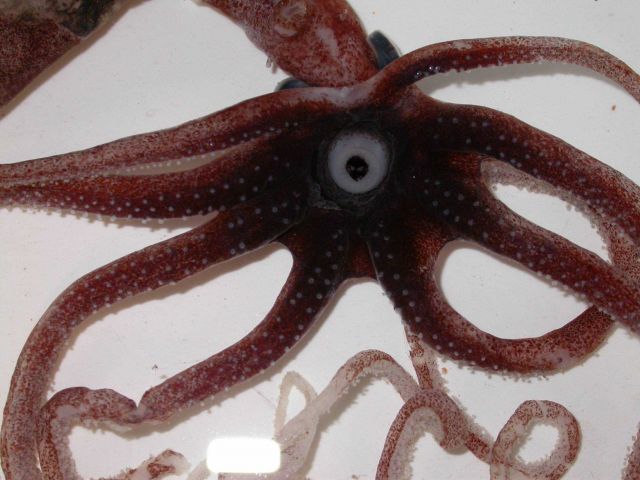 The squid species Joubiniteuthis portieri Picture