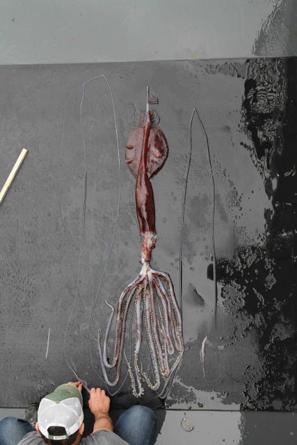 Squid (Asperoteuthis acanthoderma) Picture