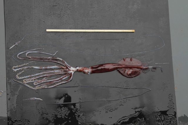 Squid (Asperoteuthis acanthoderma) Picture