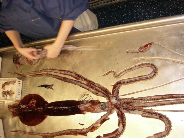 Squid (Asperoteuthis acanthoderma) and smaller squid specimens as well as a small fish in a sorting tray. Picture