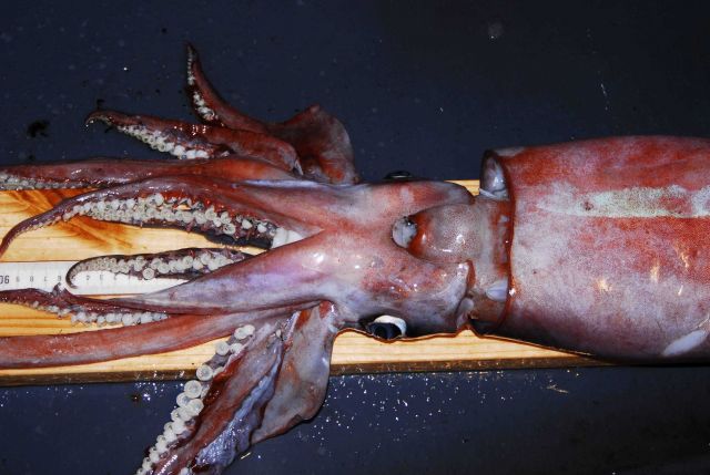 Neon flying squid (Ommastrephes bartramii) Picture
