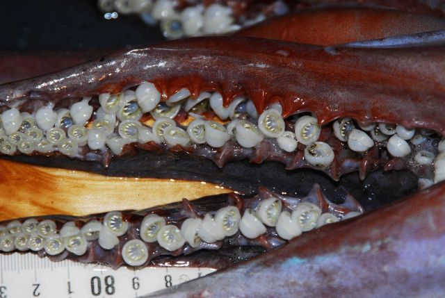 Toothed suckers on the arms of a squid of the Ommastrephidae family. Picture