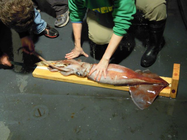 Neon flying squid (Ommastrephes bartramii) Picture