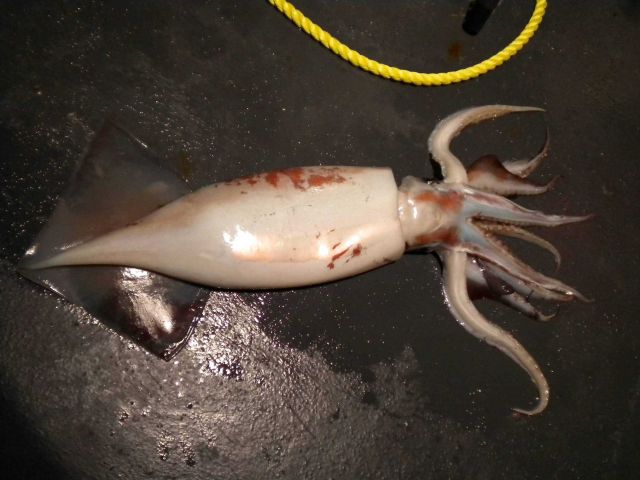 Neon flying squid (Ommastrephes bartramii) Picture