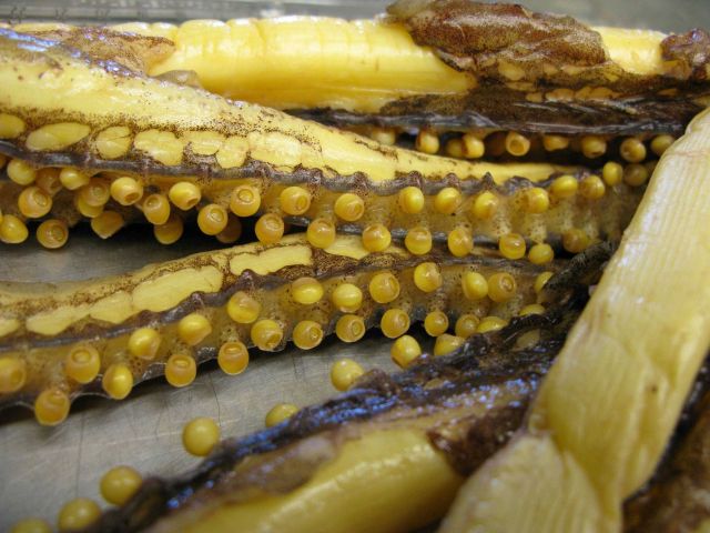 Squid suckers of a moderate size squid Picture