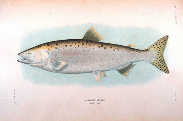 Humpback salmon, adult male Picture