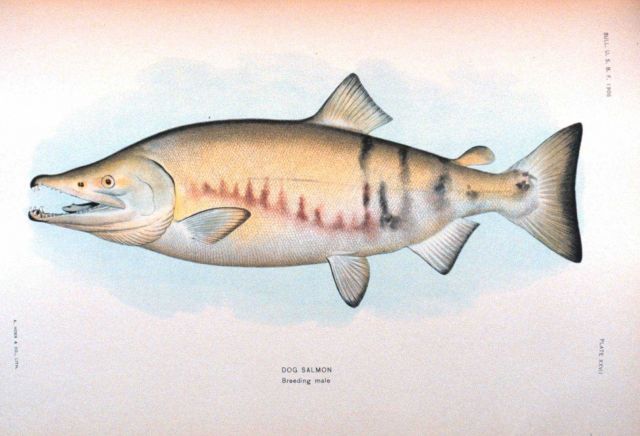 Dog salmon, breeding male Picture