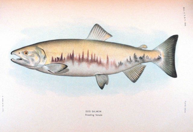 Dog salmon, breeding female Picture
