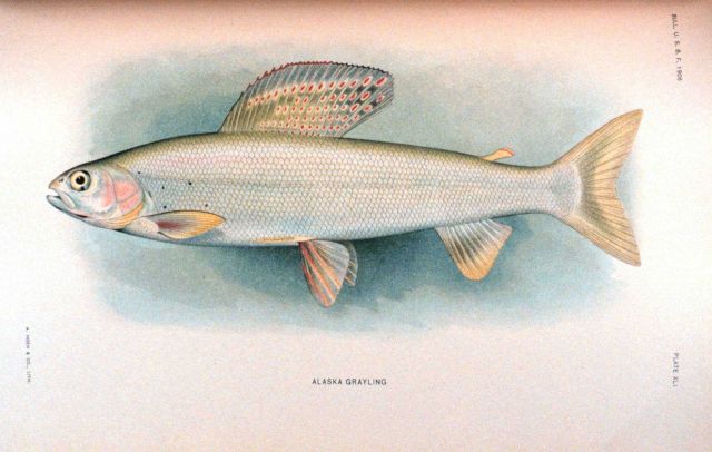 Alaska grayling Picture