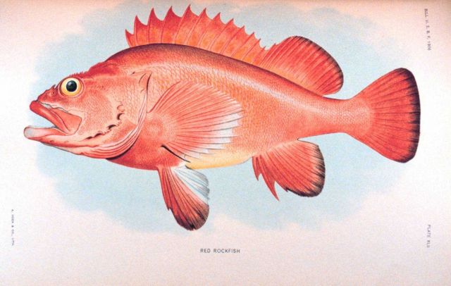 Red rockfish Picture