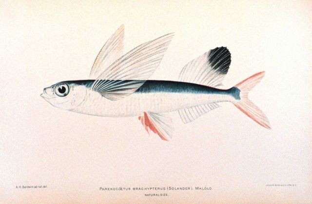 Parexocoetus brachypterus (Solander) Picture
