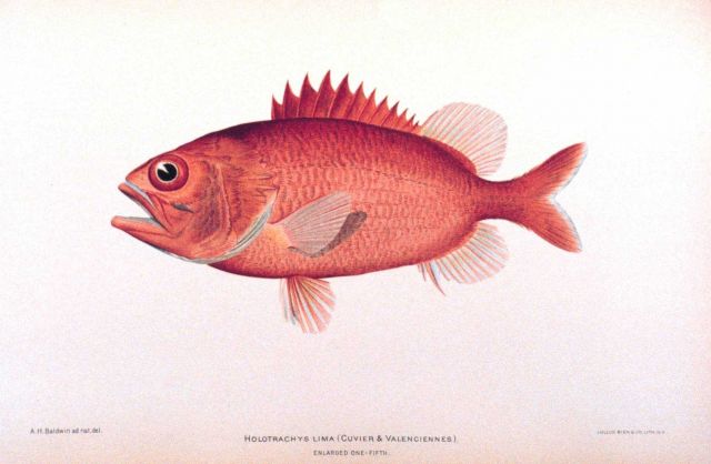 Holotrachys lima (Cuvier and Valenciennes) Picture