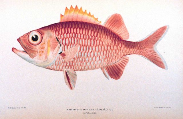 Myripristus murdjan (Forskal) Picture