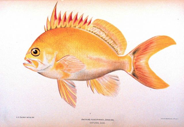 Anthias fuscipinnis Jenkins Picture