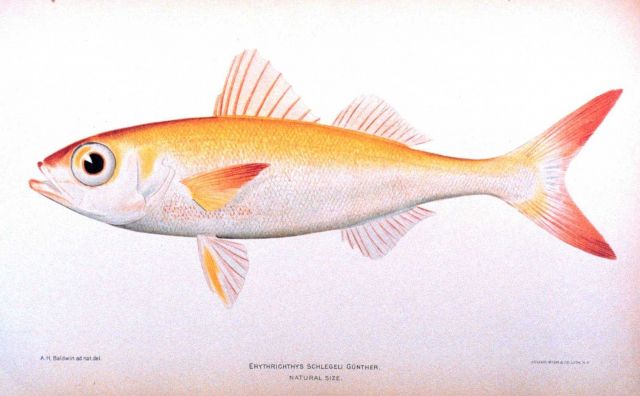 Erythrichthys schlegeli Gunther Picture