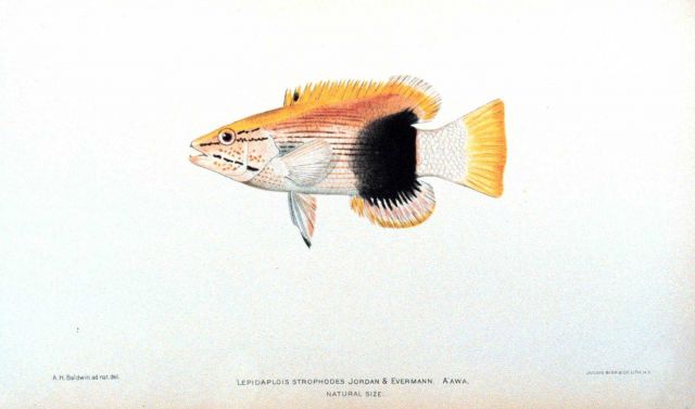 Lepidaplois strophodes Jordan & Evermann Picture