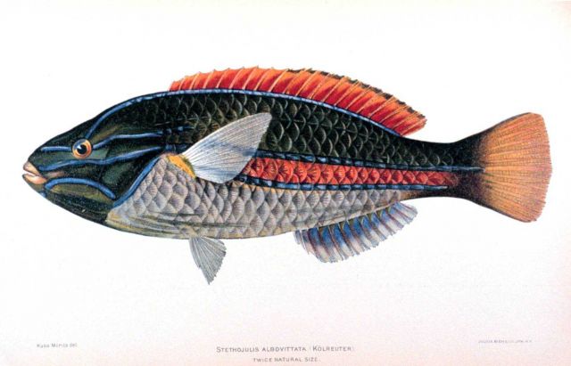 Stethojulis albovittata (Kolreuter) Picture