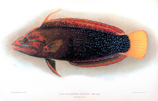 Julis pulcherrima (Gunther) Picture