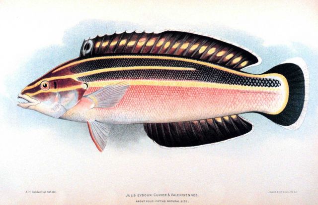 Julis eydouxi Cuvier & Valenciennes Picture