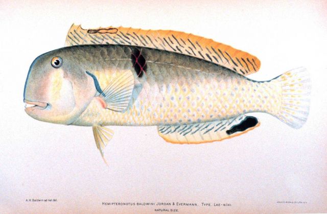 Hemipteronotus baldwini Jordan & Evermann Picture