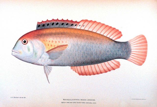 Novaculichthys woodi Jenkins Picture