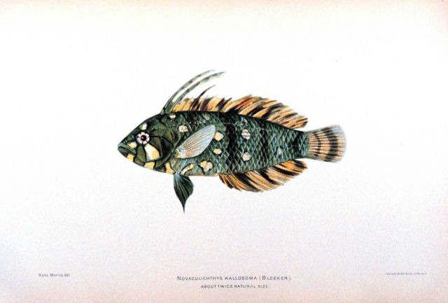 Novaculichthys kallosoma (Bleeker) Picture