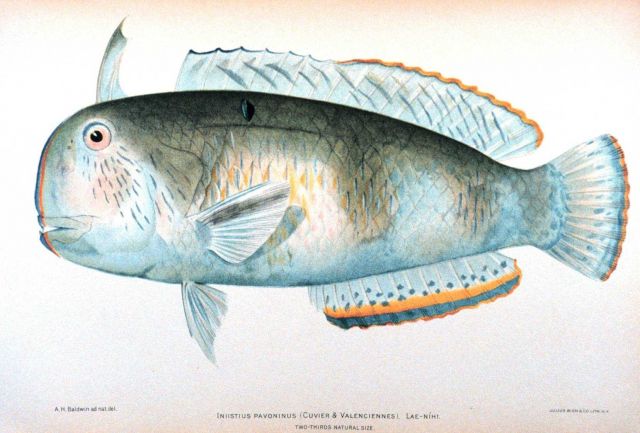 Iniistius pavoninus (Cuvier & Valenciennes) Picture
