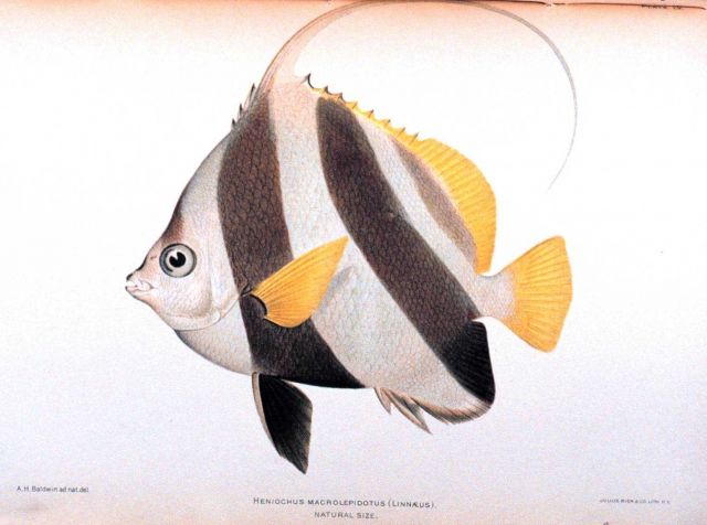 Heniochus macrolepidotus (Linnaeus) Picture