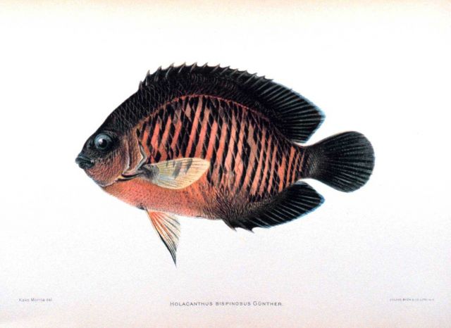 Holacanthus bispinosus Gunther Picture