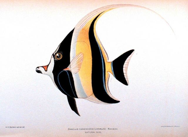 Zanclus canescens (Linnaeus) Picture