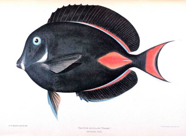 Teuthis achilles (Shaw) Picture