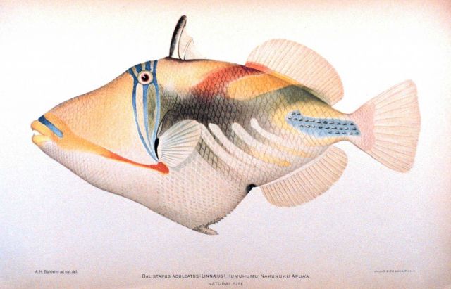 Balistapus aculeatus (Linnaeus) Picture