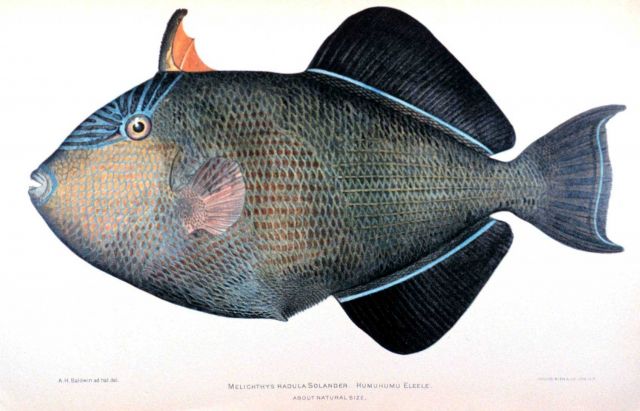 Melichthys radula Solander Picture