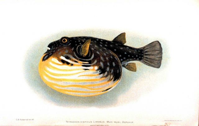 Tetraodon hispidus Linnaeus Picture