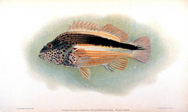 Paracirrhites Forsteri (Bloch & Schneider) Picture