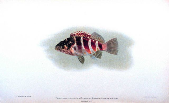 Paracirrhites cinctus (Gunther) Picture