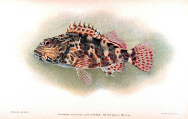 Cirrhites marmoratus (Lacepede) Picture