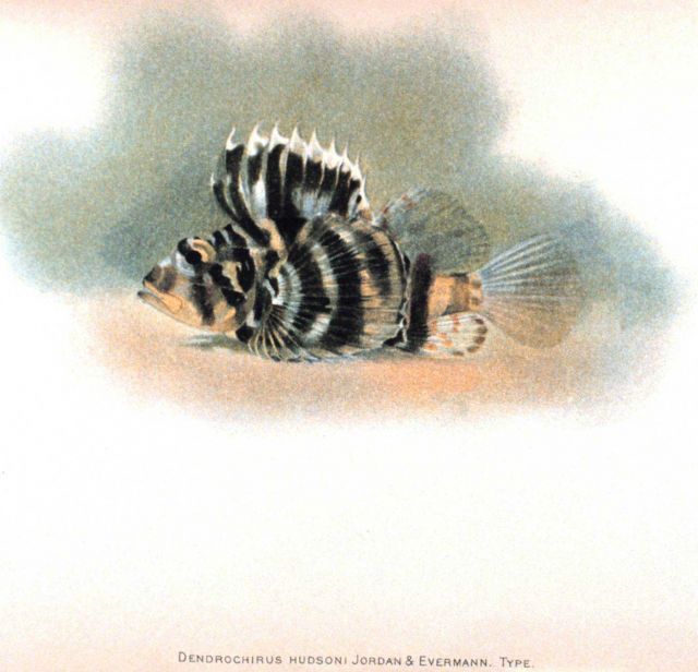 Dendrochirus hudsoni Jordan & Evermann Picture
