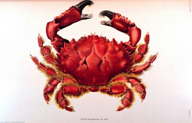 Etisus splendidus, sp Picture