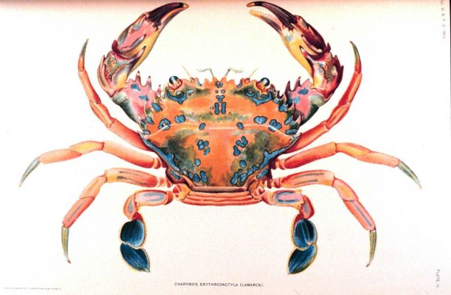 Charybdis Erthodactyla (Lamarck) Picture