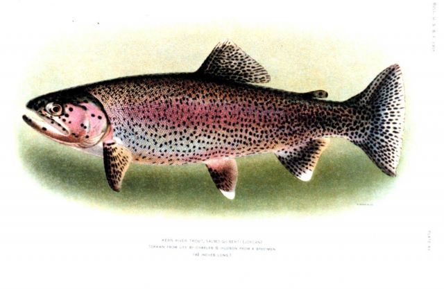 Salmo gilberti (Jordan) -- Kern River Trout Picture